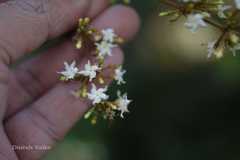 Ichnocarpus frutescens